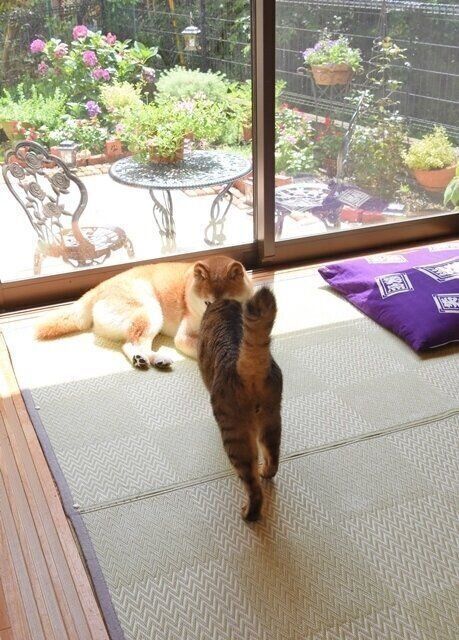 銀ちゃんのスキスキが止まらない!