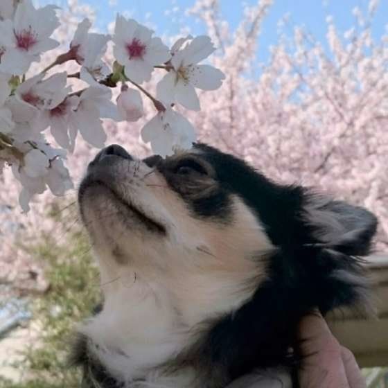 満開の桜とチワワ