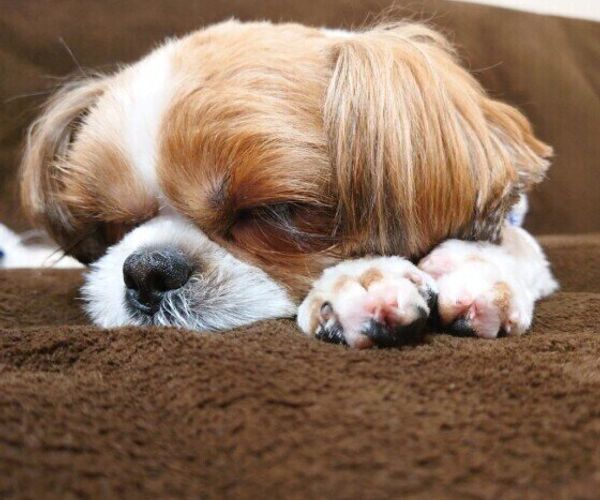 いぬのきもちweb Magazine もっと犬が好きになる いぬのきもちweb Magazine もっと犬が好きになる