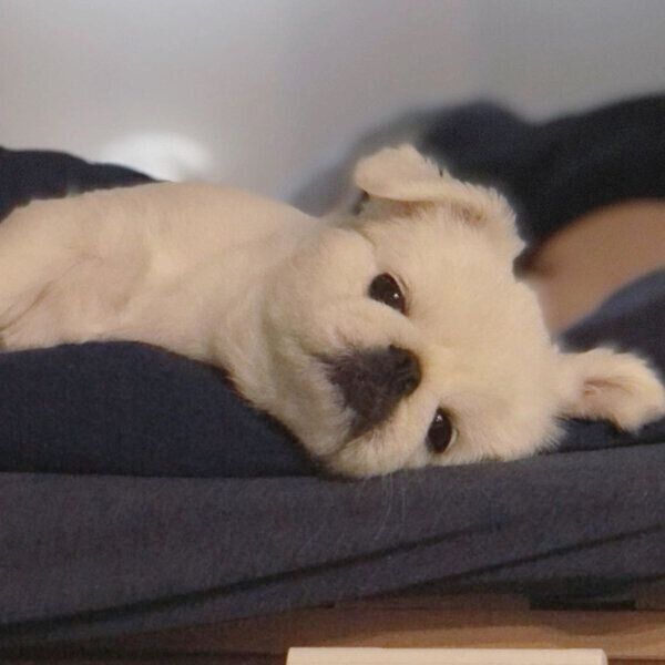 眠そうなもっちくん