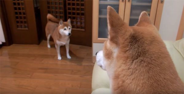 パパさんの帰宅を待つ柴犬