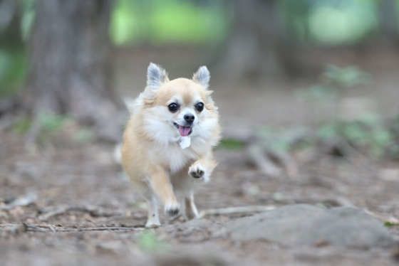 チワワのハルちゃん