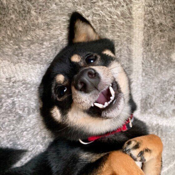 笑顔の柴犬