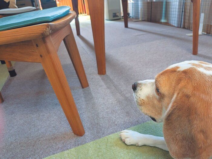 スプレーなしでも噛まなくなった！