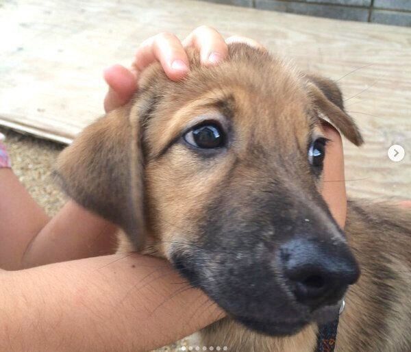 子犬時代のこたろうくん
