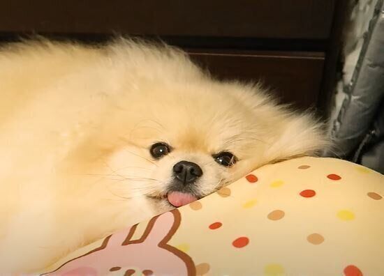 ポメラニアン モチちゃん