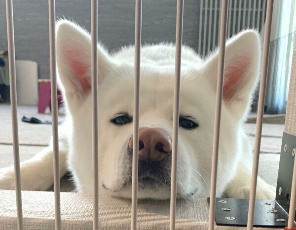 おねだり姿を披露するもんたろうくん