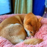 殺虫剤 を犬がなめないように注意 殺虫剤と犬への影響について獣医師解説 いぬのきもちweb Magazine 殺虫剤 を犬がなめないように注意 殺虫剤と犬への影響について獣医師解説 いぬのきもちweb Magazine