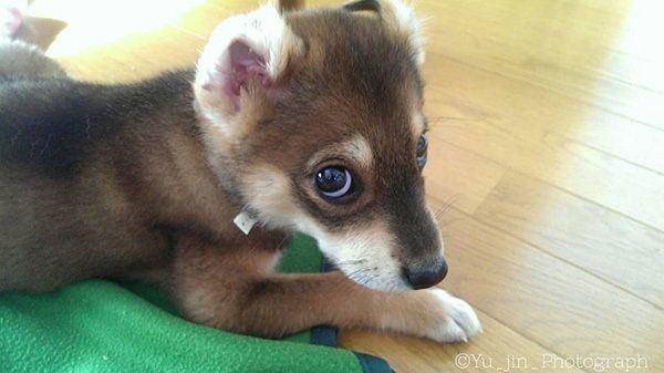 ひかりちゃん