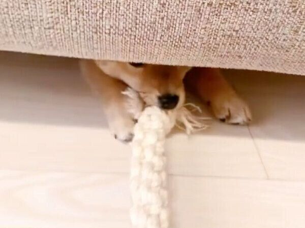 飼い主さんと遊ぶぽたちゃん