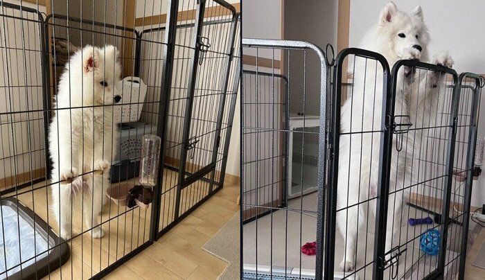 ダッツくんの成長ビフォーアフター