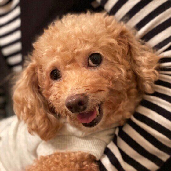 飼い主さんに抱っこされるトイ・プードル