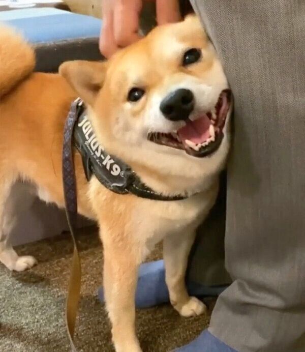 パパさんにナデナデしてもらう豆千代くん
