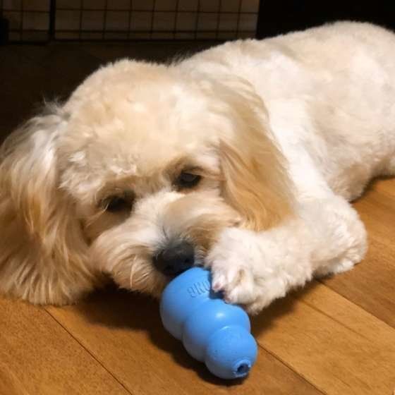 ごはん入りのおもちゃを覗き込む小型犬