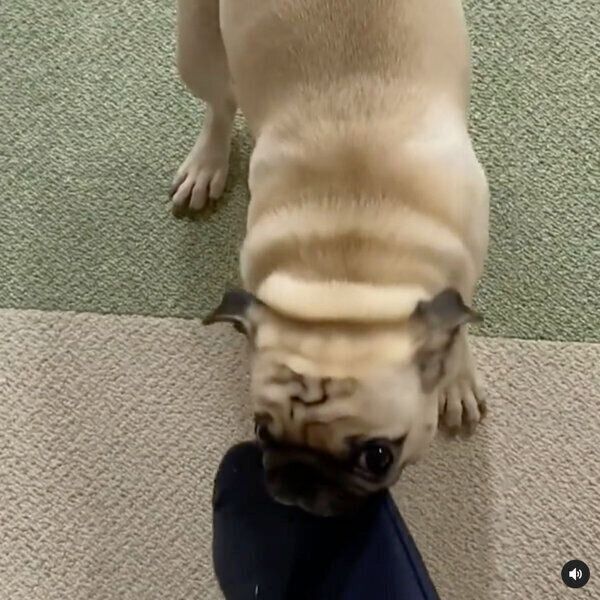 パパさんを引き止めるむぎちゃん