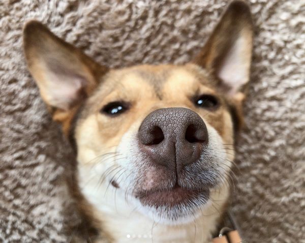 保護犬記事