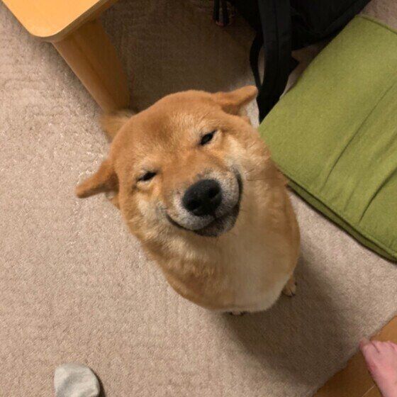愛犬ともっと仲良くなれるかも?犬の幸せサインを見逃さないで! いぬのきもち