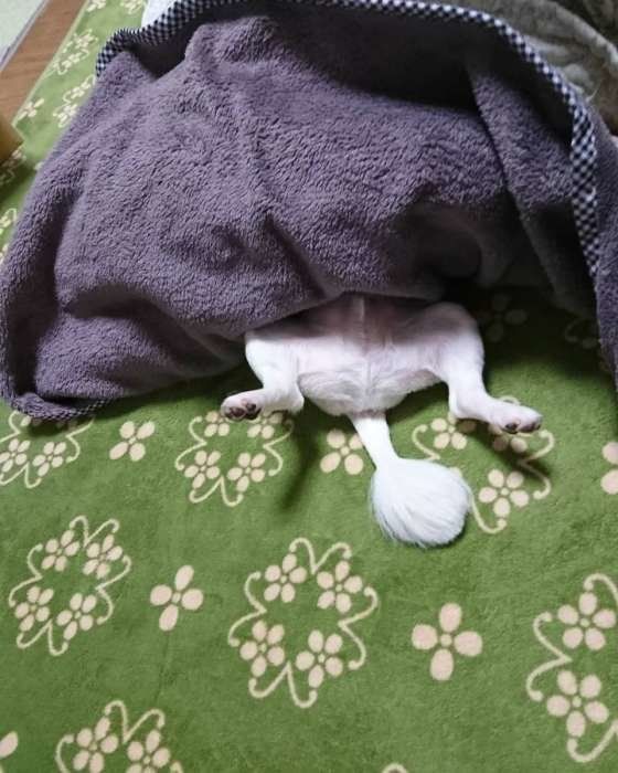 ココアちゃん チワワ