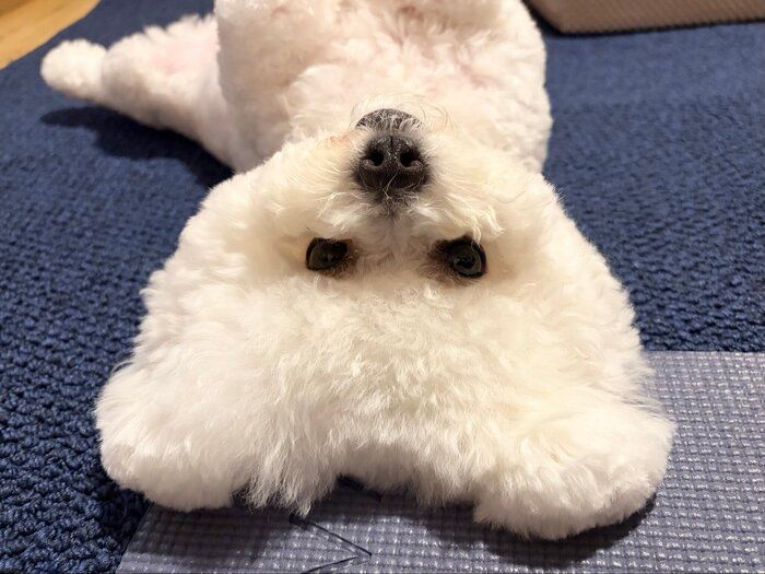 おなかを見せて甘えるもちたろうくん