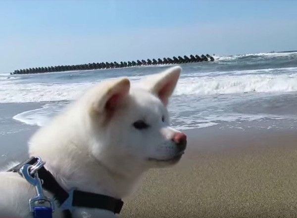 秋田犬