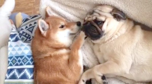 添い寝する柴犬とパグ