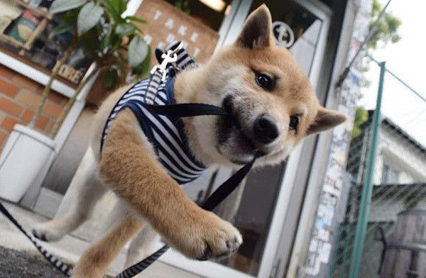 歩く柴犬