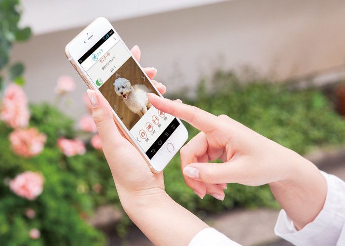 愛犬の体調を左右する室温の変化をすぐさまスマホにお知らせ!急な温度変化も見逃さない