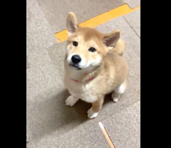 両耳が立った茶太郎くん