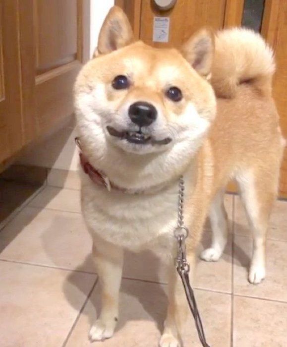 ウインクする豆柴