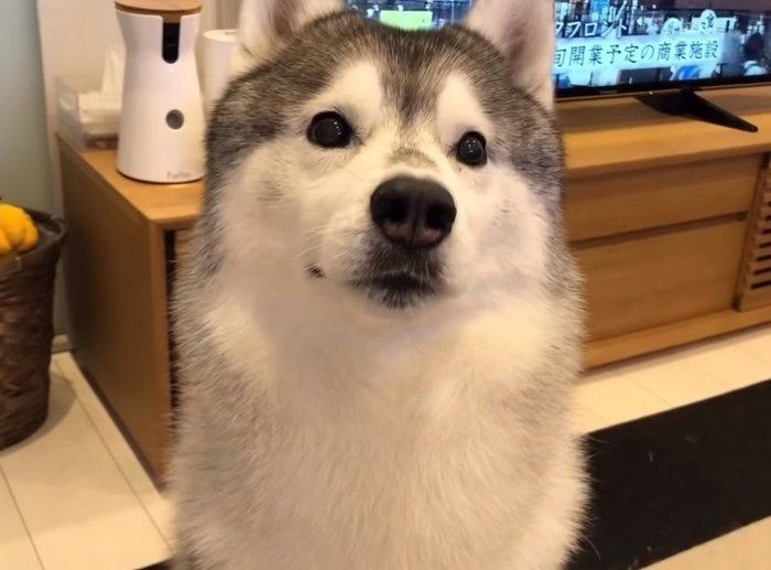 新しい骨をもらう犬