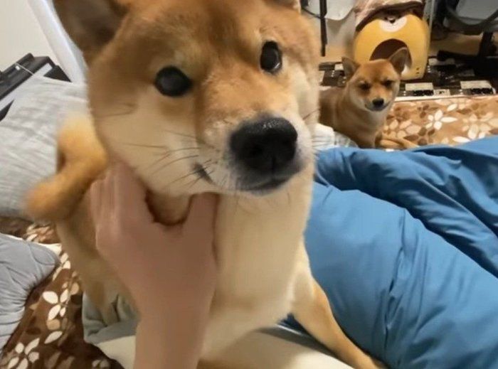 戯れるいぬ