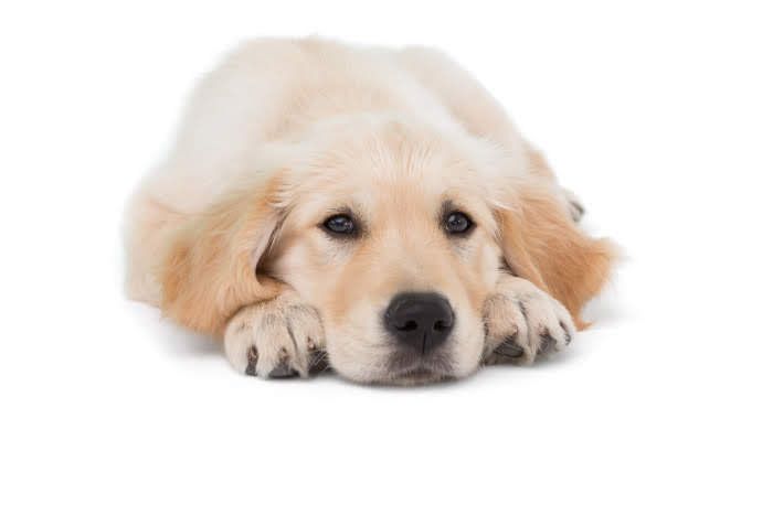 退屈そうな犬