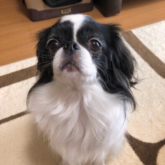 もも太ちゃん
