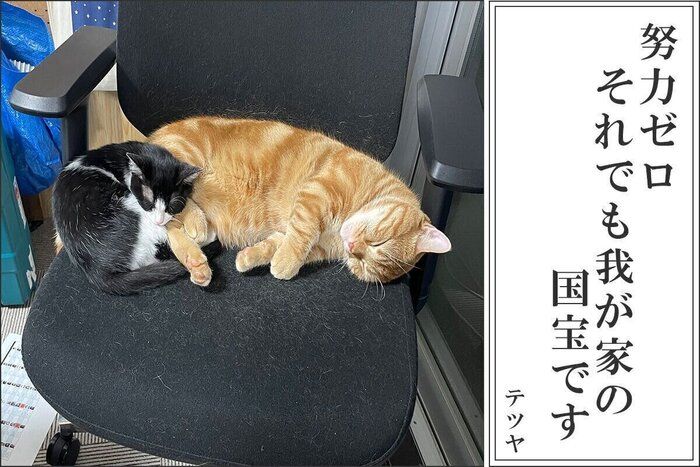 さらば青春の光　森田さんの犬猫あるある川柳