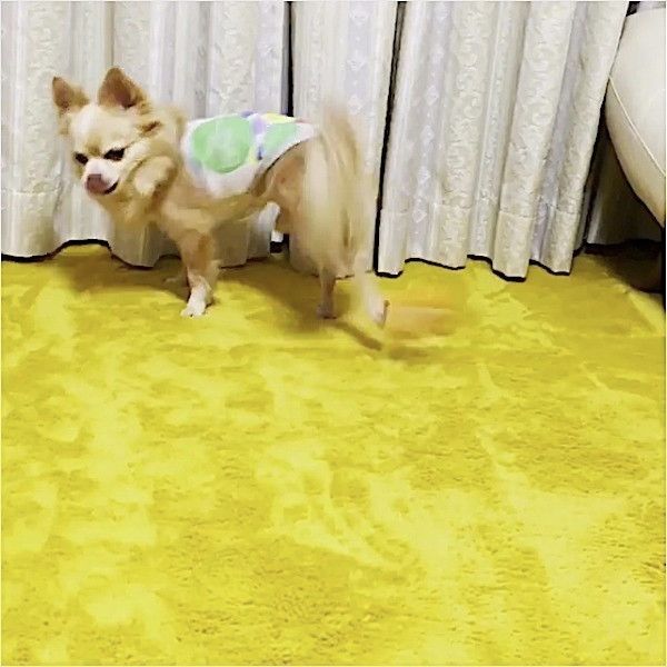ボールさばきが上手なワンコ