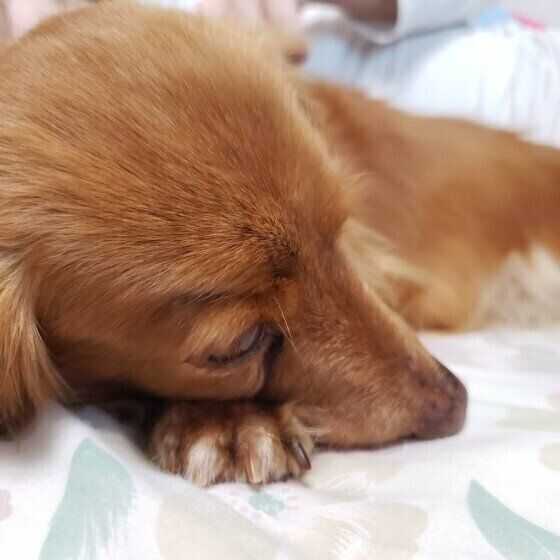 カニーンヘン・ダックスフンドのリボンちゃん