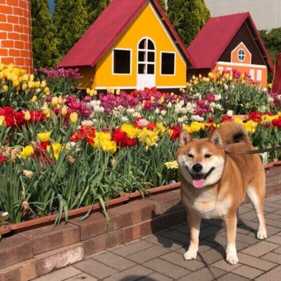 犬は冬から春にどんな体調変化を起こしやすい?獣医師に聞いてみた いぬのきもち