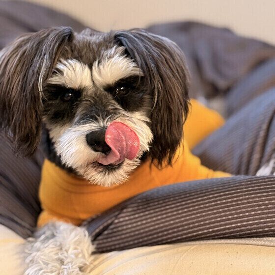 お部屋でくつろぐミニチュア・シュナウザー