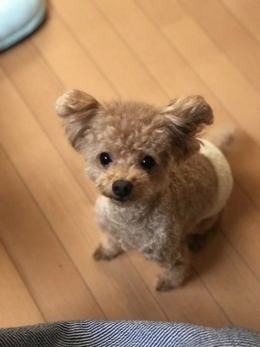 トイプードル