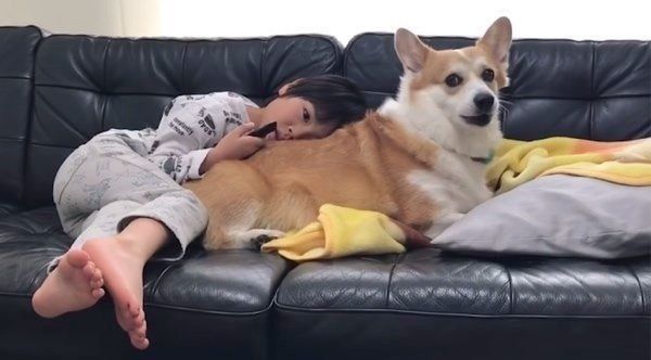 風邪をひいていないのに看病されるコーギー