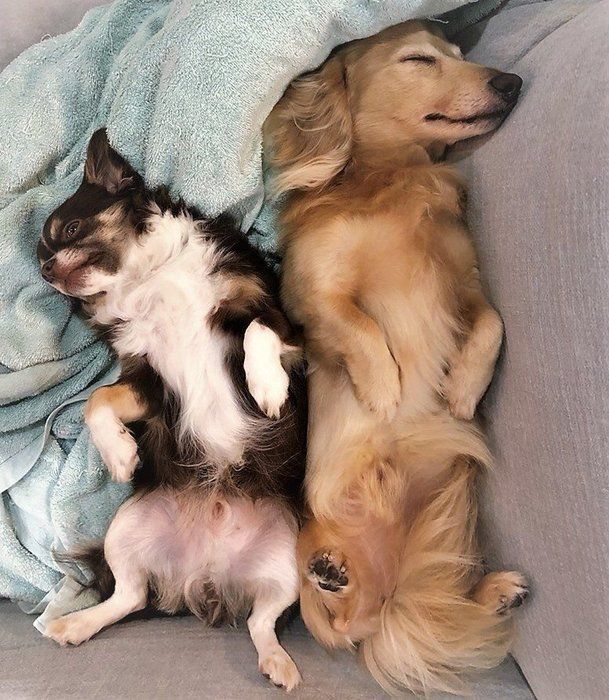 寝る犬