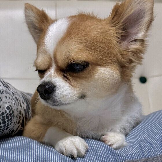 うとうとして眠りそうなチワワ