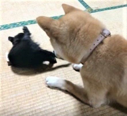 天 もも