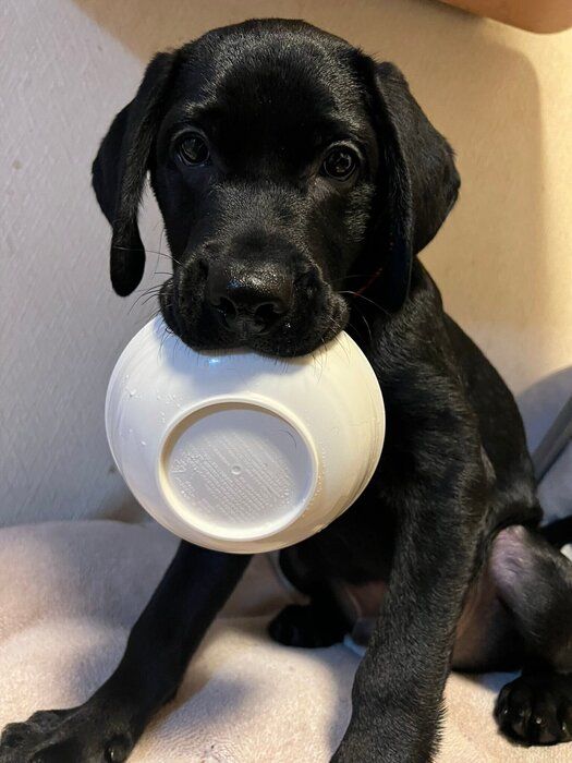 生後4カ月になったバッカスくんの様子