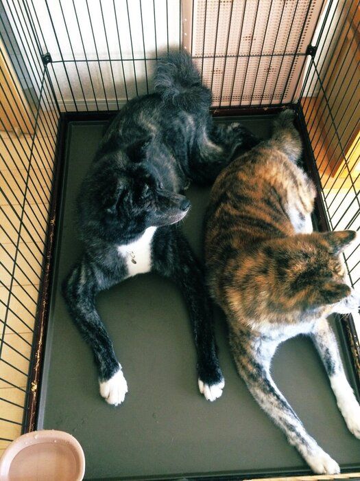 一緒に「ハウス」する愛犬たち 視線の先には「ママ」がいるのだとか
