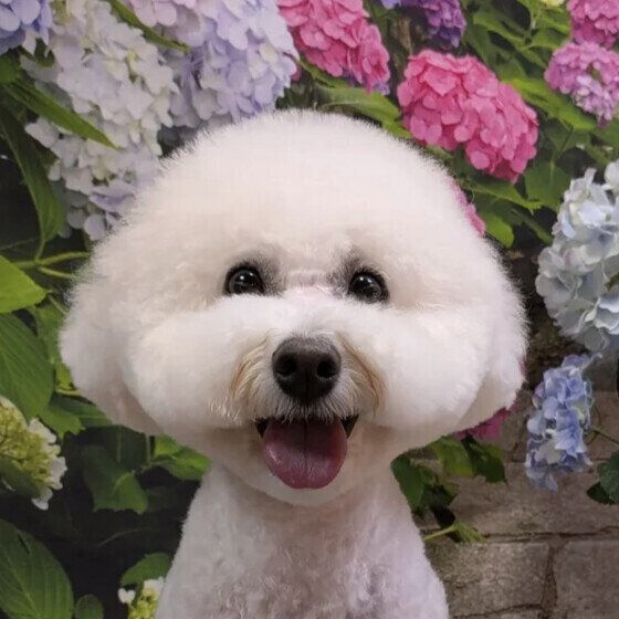 紫陽花と笑顔のビション・フリーゼ