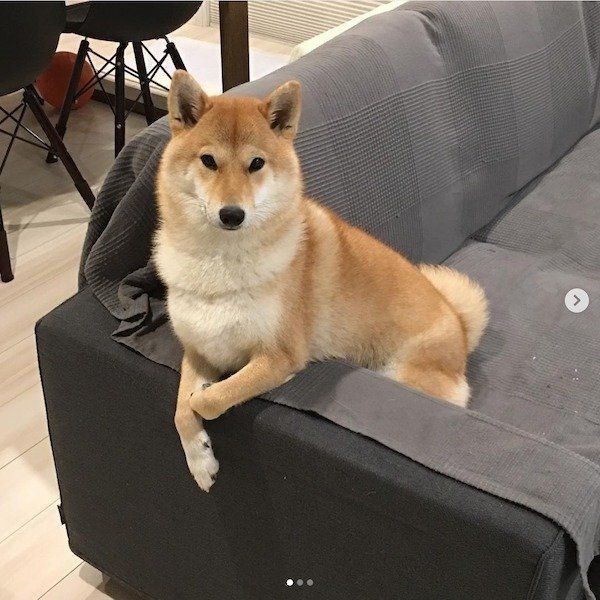 見つめる柴犬