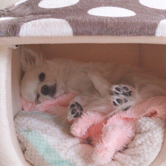 チワワ