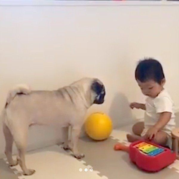 赤ちゃんと見守るパグ