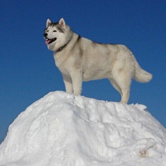 冬に愛犬のダイエットをする際の注意点 いぬのきもち
